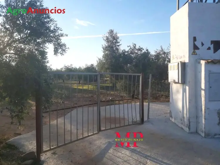 Venta  de Finca de olivos en Córdoba