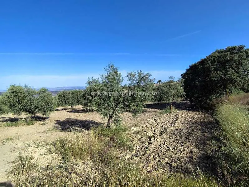 Fincas Rusticas en Arenas del Rey con Vistas al Pantano