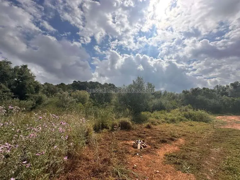 Parcela Rustica en Venta Alzira 18112m2 Gran Oportunidad