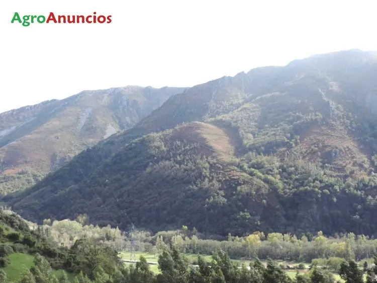 Venta  de Finca forestal en Asturias