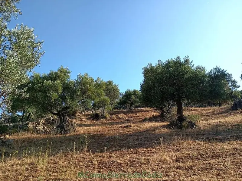 Venta Finca con vistas en Dehesa Vieja Algodonales