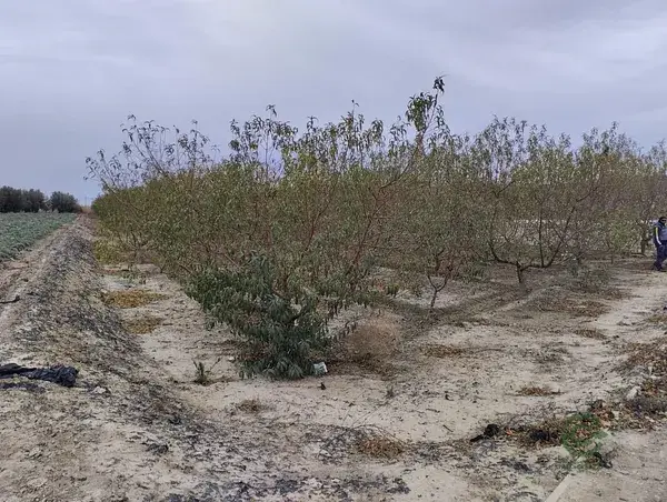 Venta Terreno Agricola 2236m2 180 Melocotoneros Totana Murcia