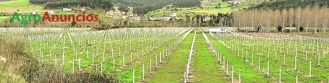 Alquiler  de Finca para kiwis en Asturias