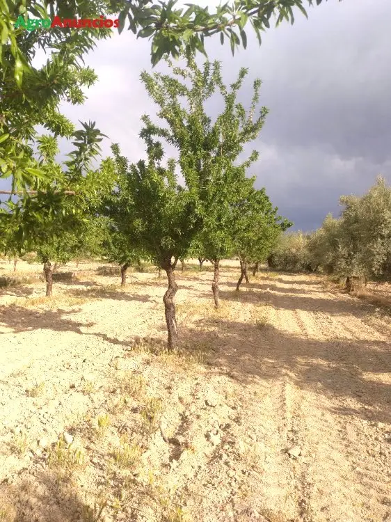 Venta  de Finca de almendros en Granada