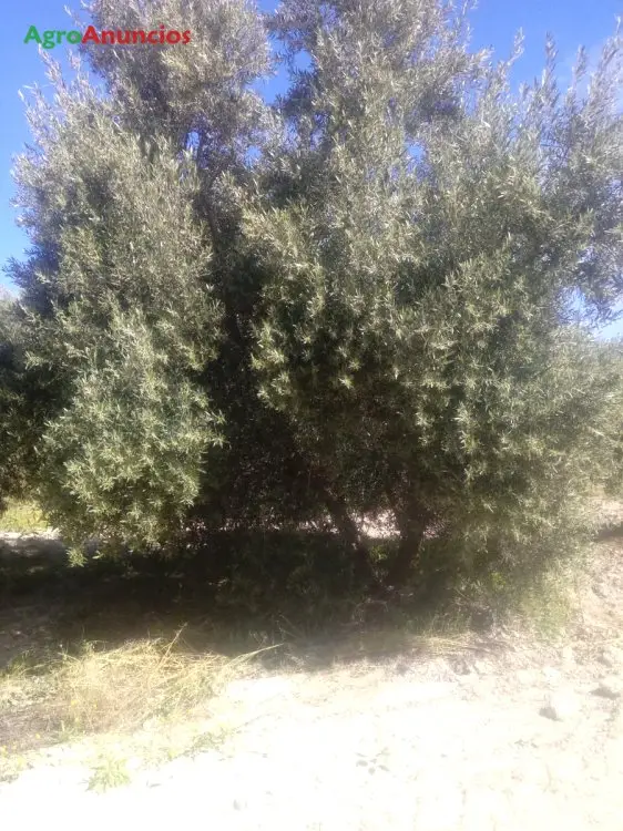 Venta  de Fincas de olivos en Granada