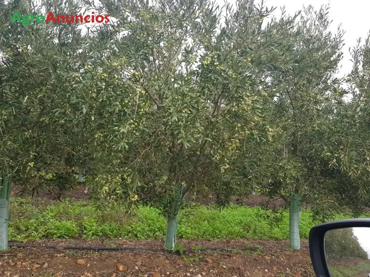 Venta  de Finca de regadío en Sevilla