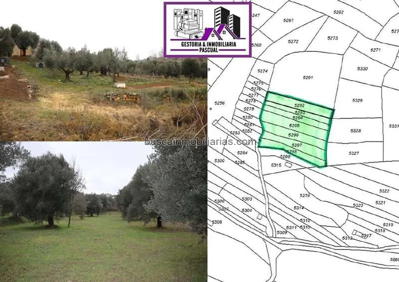 Parcela Rustica en Venta Alcañiz Regadío Olivos