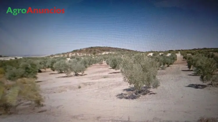 Venta  de Finca de olivos en Sevilla