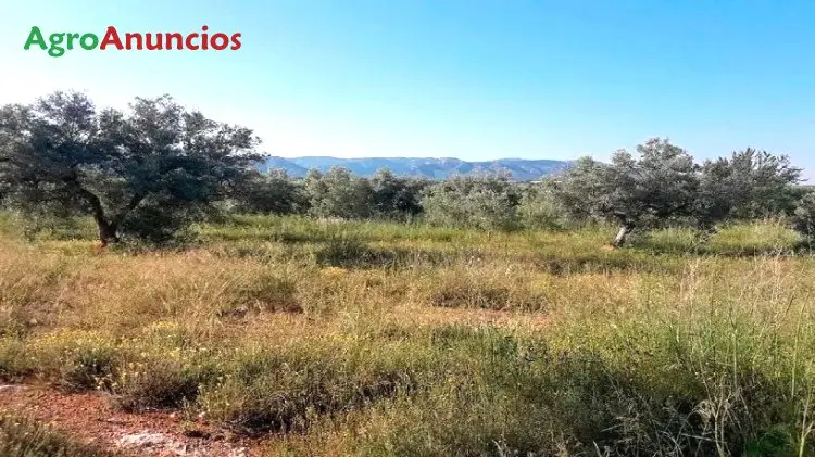 Venta  de Finca de olivos en Castellón