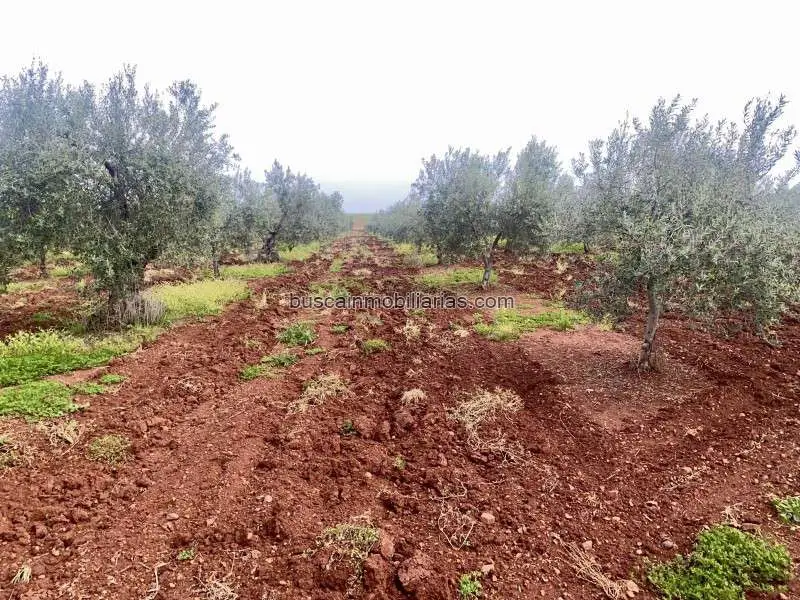 Terreno Agricola en Venta Santa Marta Badajoz 115000m2