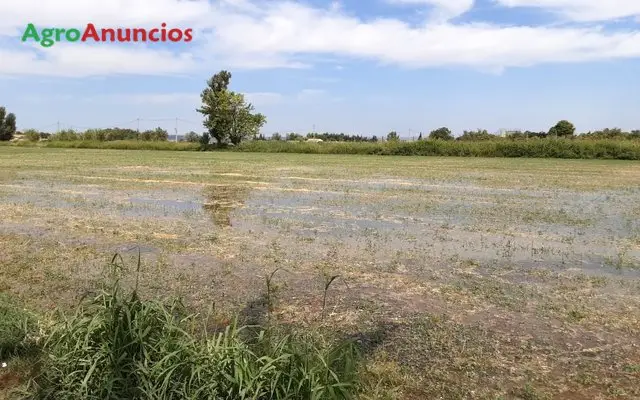 Venta  de Finca de regadío con nave en Zaragoza