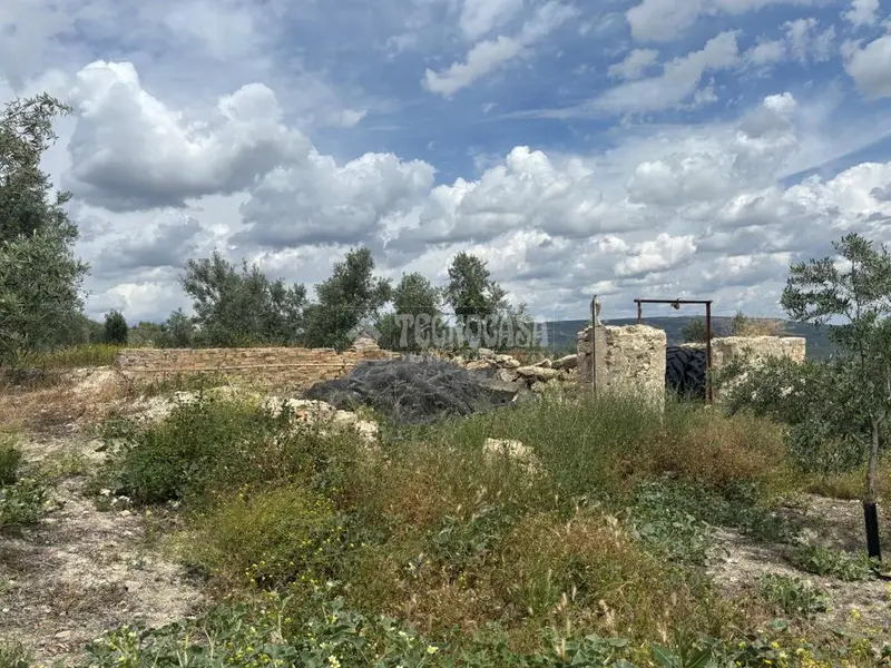 Venta Olivar Ubeda 13200m2 Riego 260 Olivos