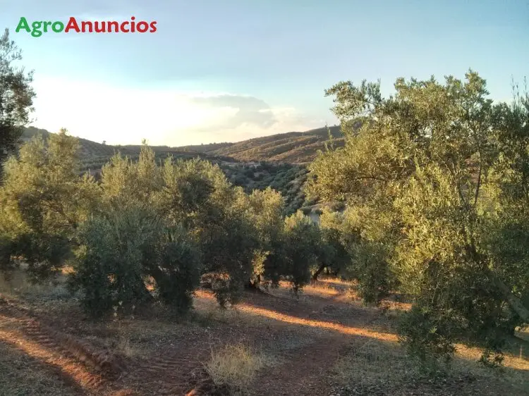 Venta  de Finca de olivar en Jaén