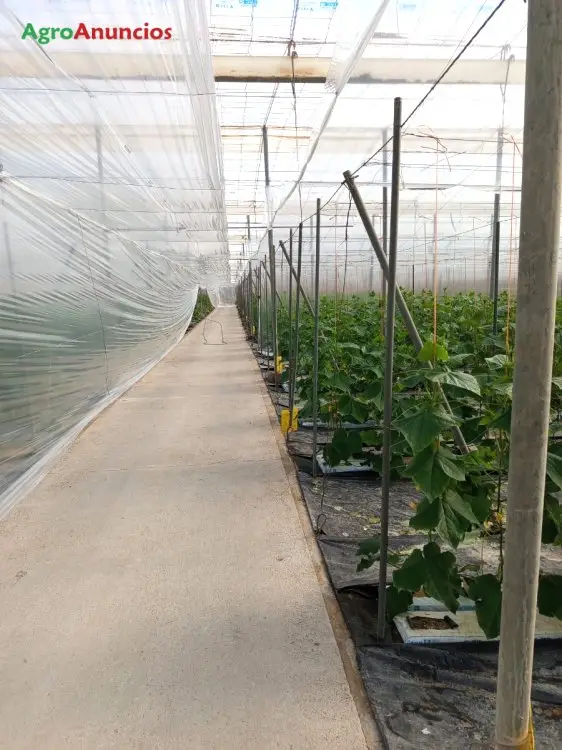 Venta  de Finca con invernadero de raspa amagado en Almería