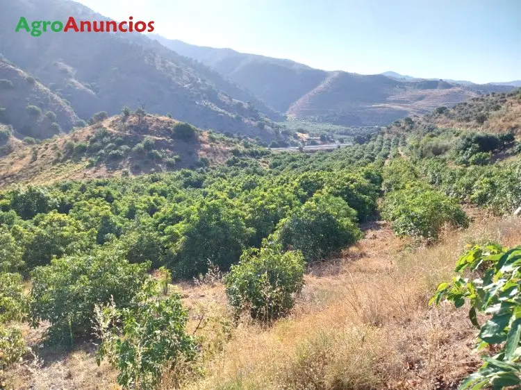 Venta Finca Aguacates Malaga 18 Hectareas