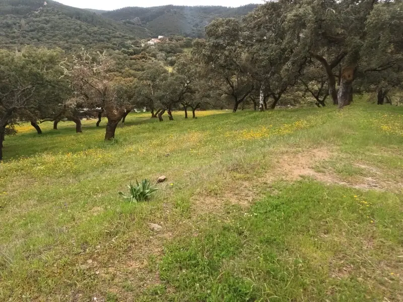 Venta Terreno Rustico en Aracena Huelva 15 hectareas