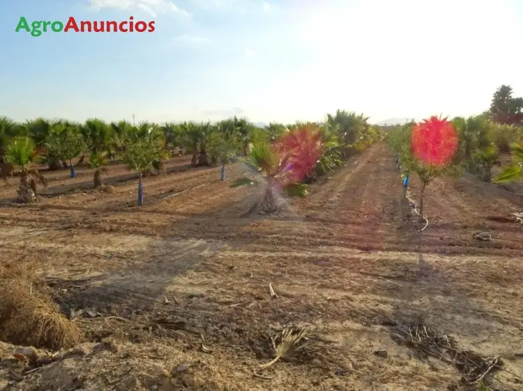 Venta  de Finca de caquis en Alicante