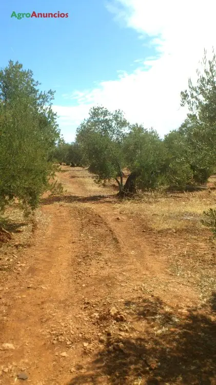 Venta  de Terreno de secano en Jaen