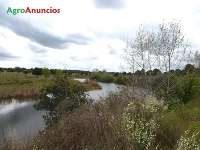 Venta  de Finca ganadera en Toledo