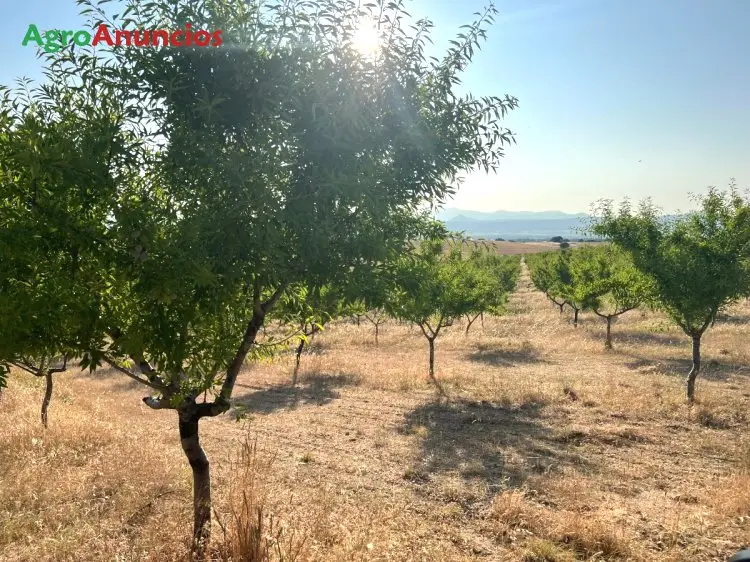Venta Finca Almendros Riego Toledo 17 Has