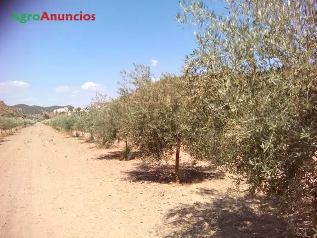 Venta  de Finca de olivos de un pie con riego en Córdoba