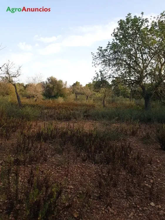 Venta  de Finca de almendros en Baleares