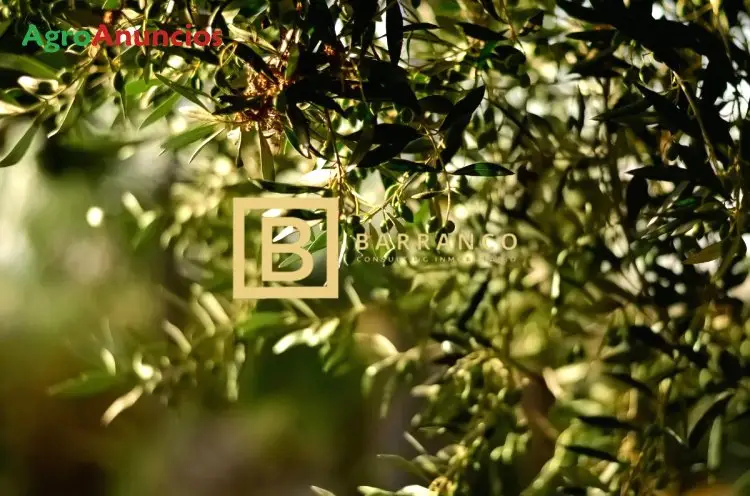 Venta  de Finca de olivar de regadio en Jaén