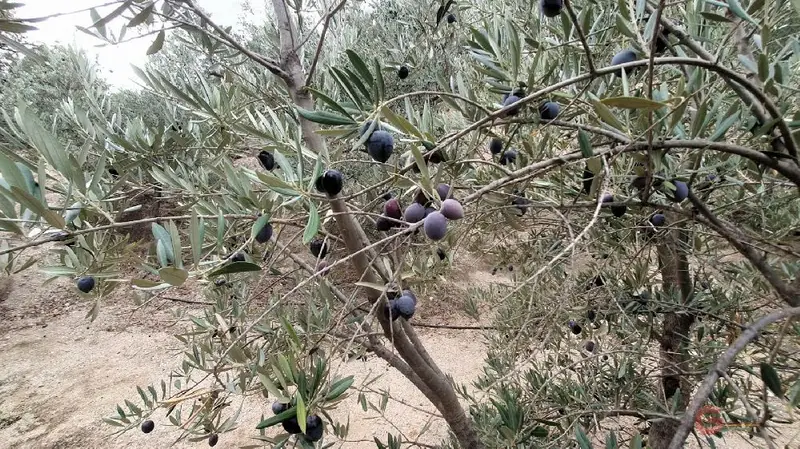 Venta Finca Olivos Pinar Granada 6610m2 Alta Rentabilidad