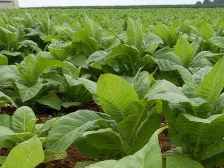 Venta Finca 900 Hectareas Extremadura Regadio