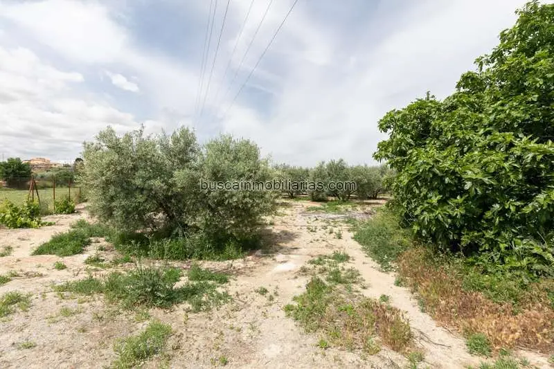 Parcela Rustica en Venta Las Gabias 75 Olivos