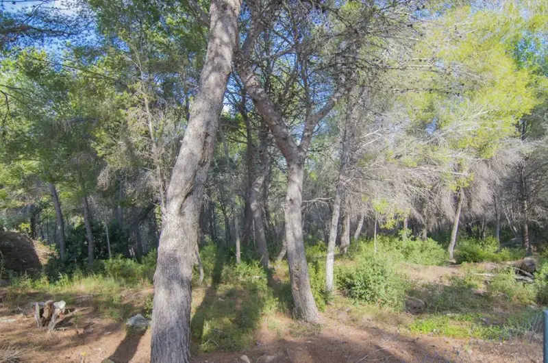Venta Parcela Empedrola Calpe 2000m2 Cerca Playa