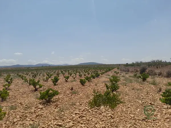 Parcela Edificable Pinoso 1ha Vistas Viñedos Agua Riego