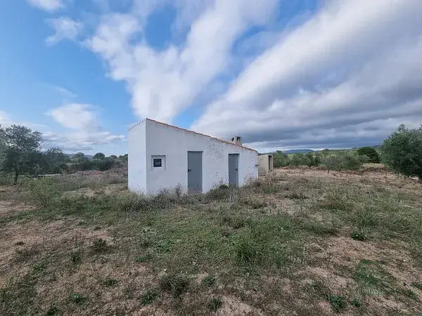 Finca Rustica en El Perello 6382m2 con Olivos