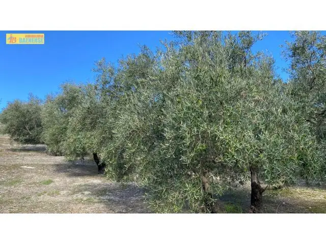 Olivar en Buena Ubicacion Terreno Fresco