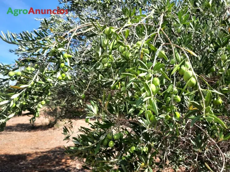 Venta  de Finca de recreo en Badajoz