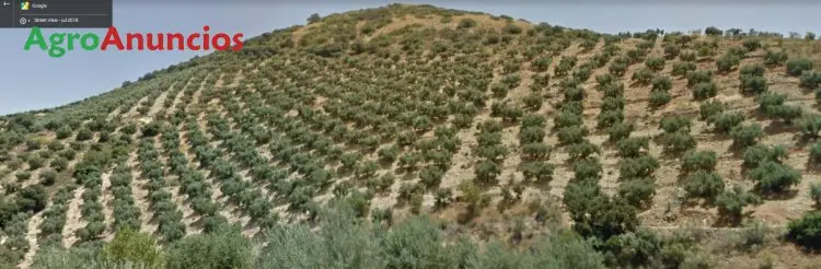Venta de Finca de Olivar en Castillo de Locubín