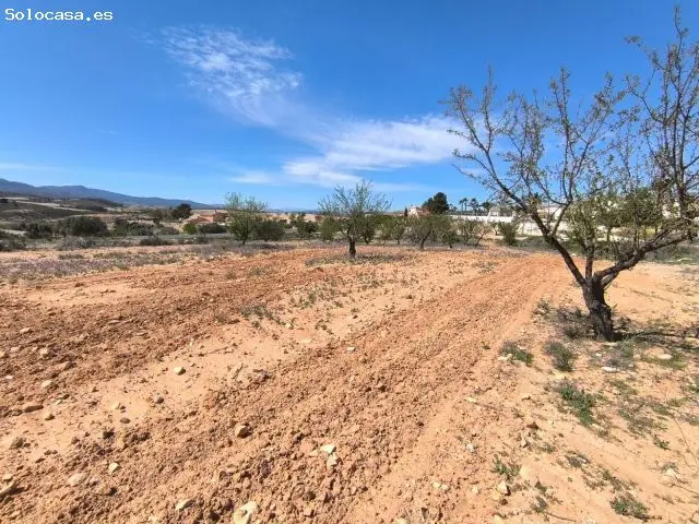 Parcela de Almendros en Jumilla Cerca de Pinoso