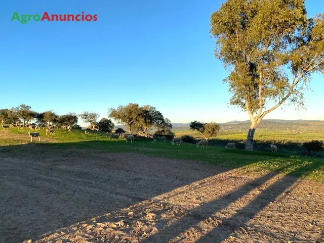 Venta  de Finca agrícola y ganadera en Badajoz