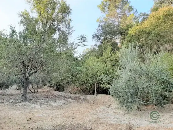 Huerta con Vivienda y Piscina para Reformar en Jaen