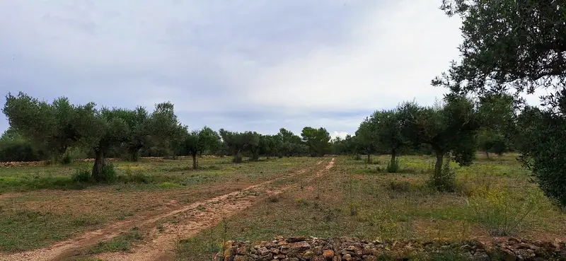 Finca/Casa Rural en venta en Ginestar, Tarragona