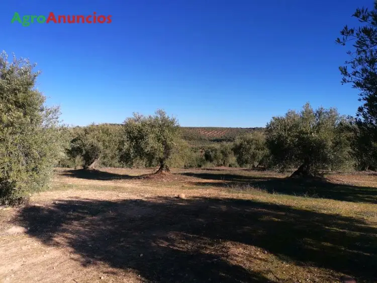 Venta  de Finca de olivar de regadío en Córdoba