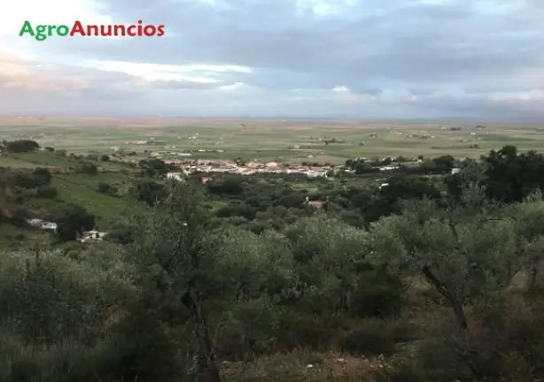 Venta  de Finca de olivos en Cáceres