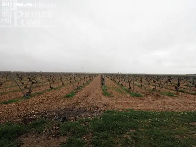 8 Hectareas Vina Emparrado Agua Pozo Variedad Airén