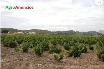 Venta Suelo Urbanizable Jumilla Murcia 24783m2