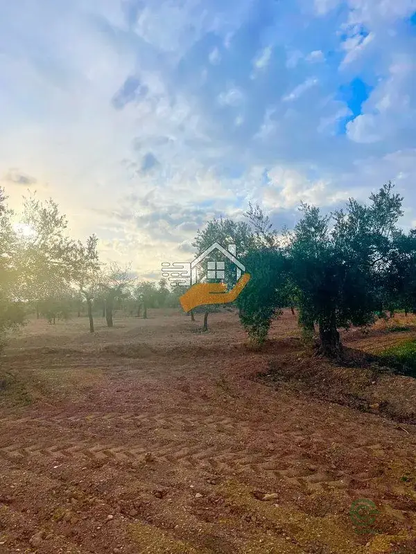 Finca con Olivos Centenarios en Velez Rubio