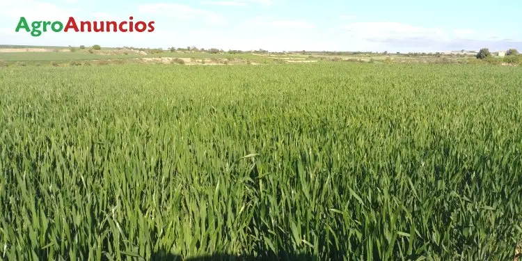 Venta  de Finca de regadío en Lleida