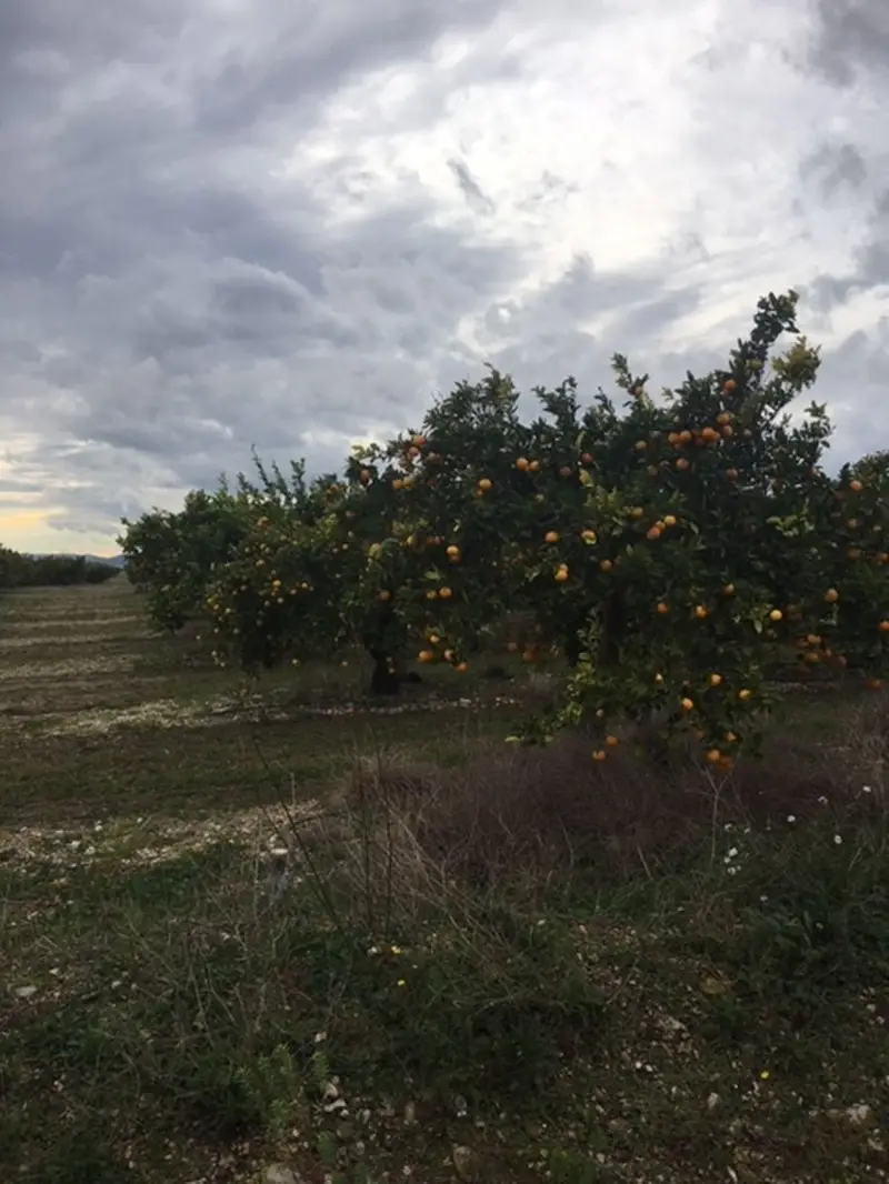 Venta Finca en Amposta 6856m2 Naranjos