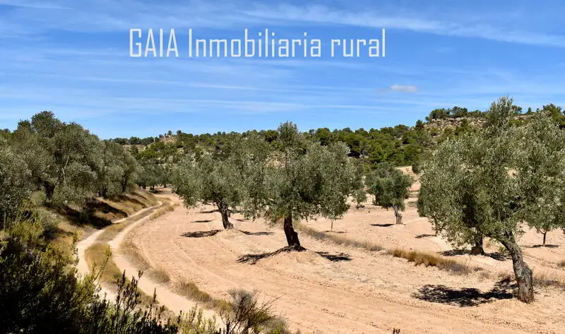 Terreno rustico con olivos en venta