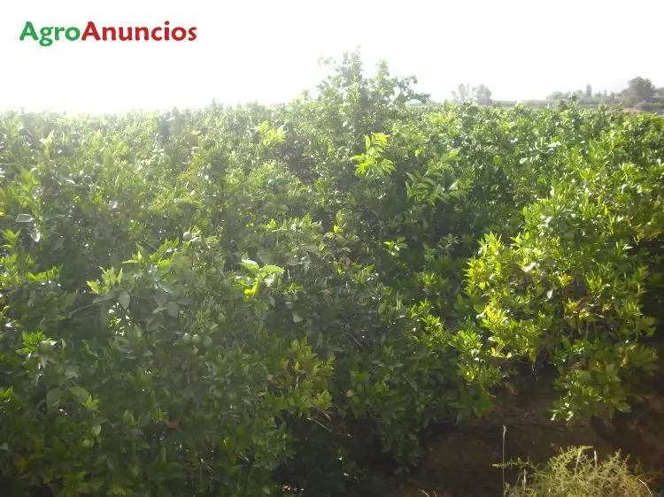 Venta  de Finca de naranjos en Valencia