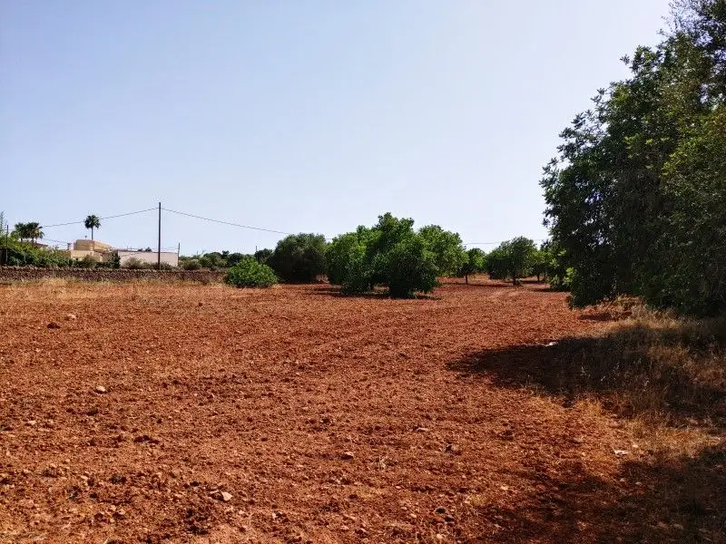 Venta Suelo Llucmajor 45 hectareas Almendros Algarrobos